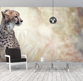 Picture of Wild Cheetah